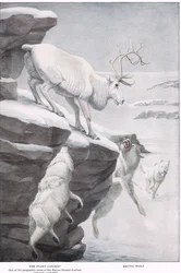 The Peary Caribou